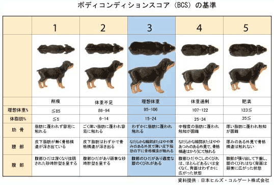 愛犬のメタボリックが心配 米国では やせ薬 の販売も Oricon News