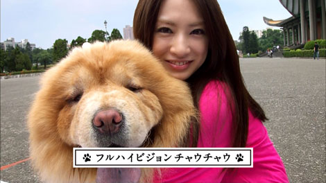 犬と北川景子