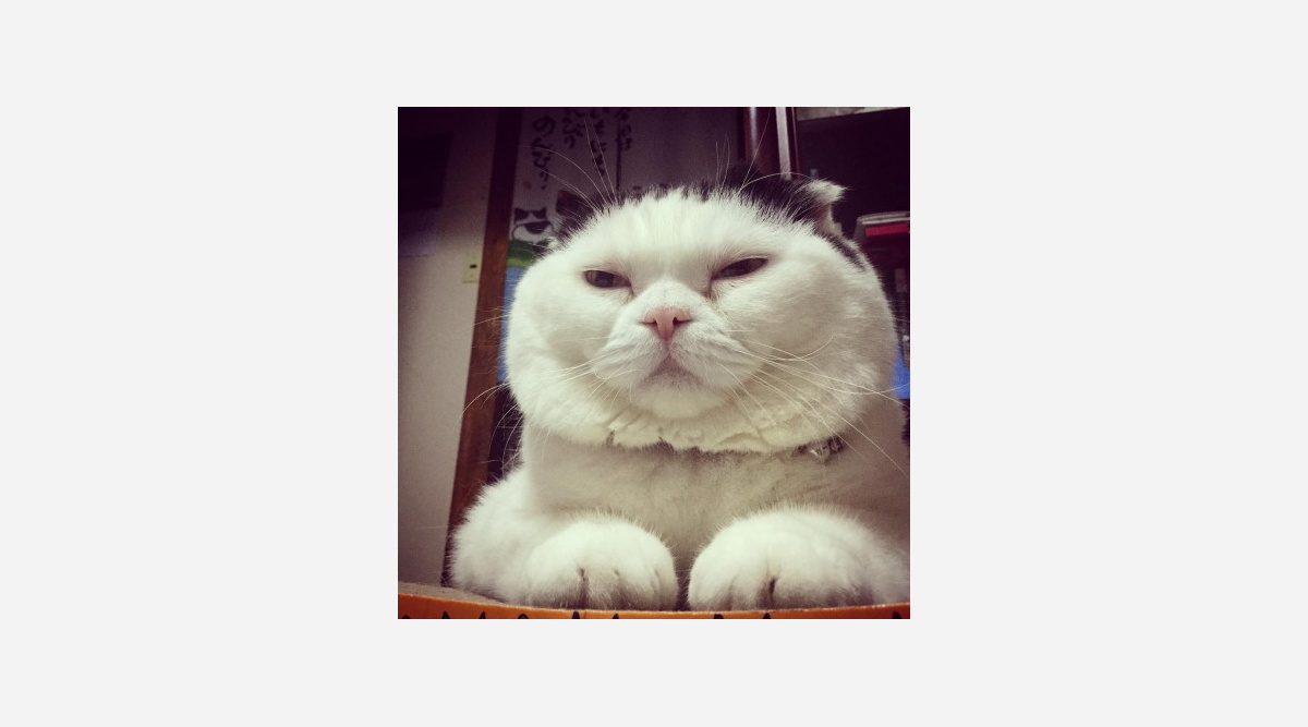 2 22 Bsニャパン ポチたま 特番も猫だらけ Oricon News 2 22 Bsニャパン ポチたま 特番も猫だらけ Oricon News
