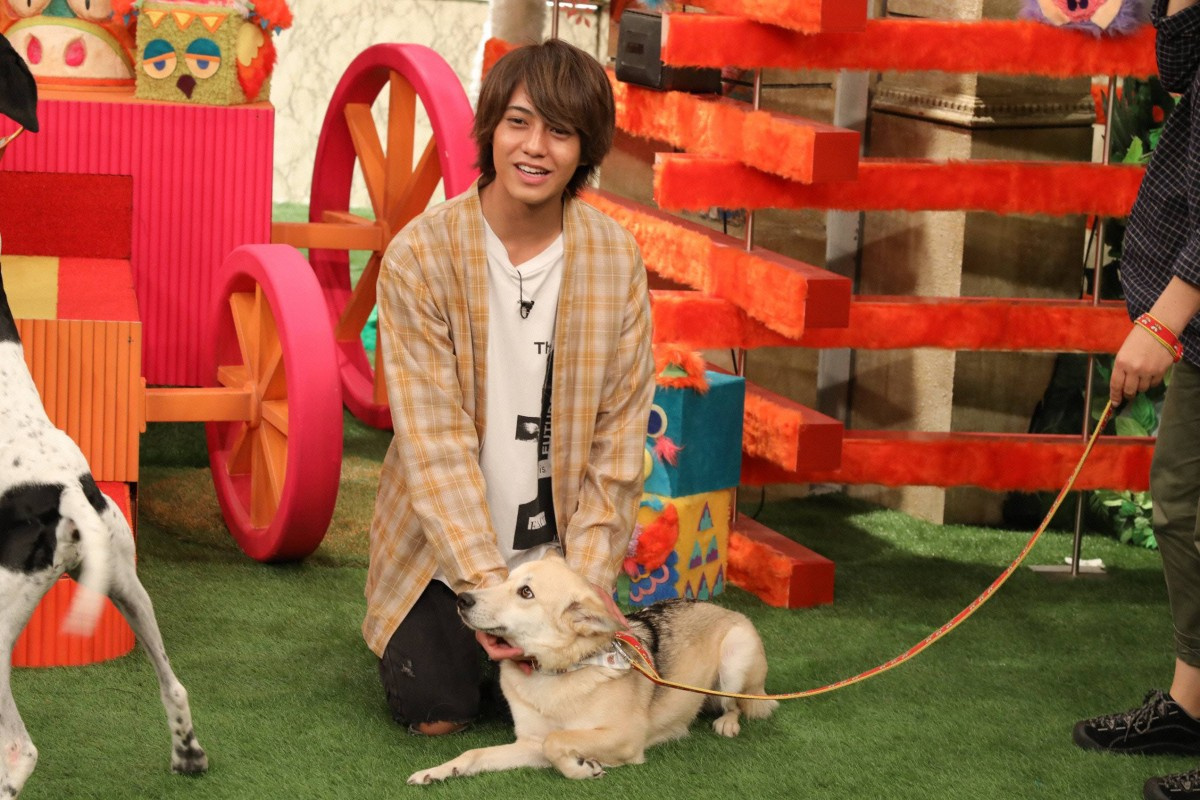 キンプリ高橋海人 犬猫の里親探しをお手伝いミックス犬と仲良しに Oricon News キンプリ高橋海人 犬猫の里親探しをお手伝いミックス犬と仲良しに Oricon News