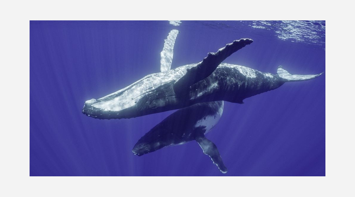 ジェームズ キャメロンが誘う クジラたちの謎に包まれた美しい世界へ Oricon News ジェームズ キャメロンが誘う クジラたちの謎に包まれた美しい世界へ Oricon News