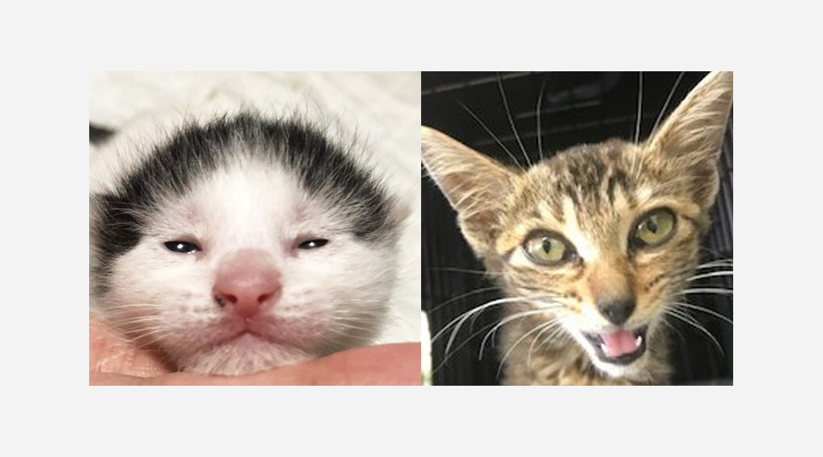 ガッツ石松似 まるでカマキリ 保護猫が美猫に変貌するまで 驚きのビフォーアフター Oricon News ガッツ石松似 まるでカマキリ 保護猫が美猫に変貌するまで 驚きのビフォーアフター Oricon News