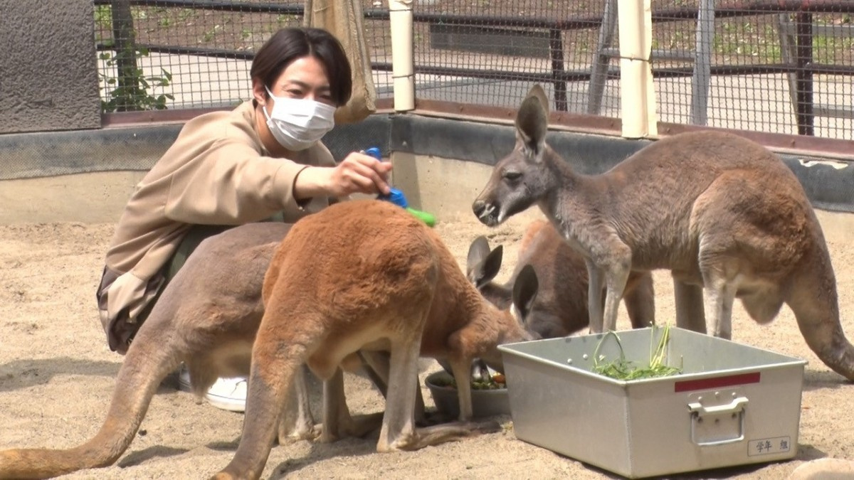 相葉雅紀 12年ぶりに 志村どうぶつ園 で訪ねた動物園へ カンガルー ハッチ の残した奇跡とは Oricon News