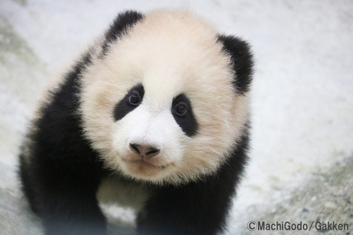 1冊まるっとパンダ 珍しさの理由や見分け方 すべて解説する図鑑が発売 Oricon News