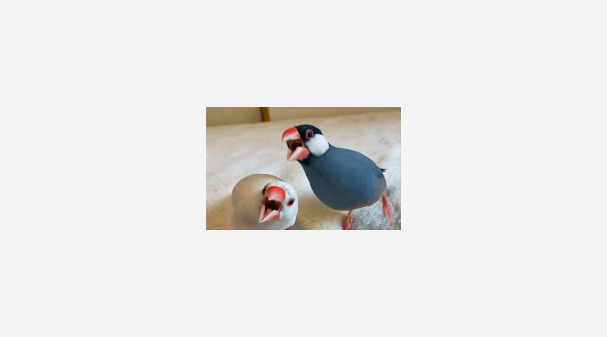 チンピラ文鳥 に ビンタカエル 思わず笑った 動物動画 飼い主しか知らない可愛い仕草の理由とは Oricon News チンピラ文鳥 に ビンタカエル 思わず笑った 動物動画 飼い主しか知らない可愛い仕草の理由とは Oricon News