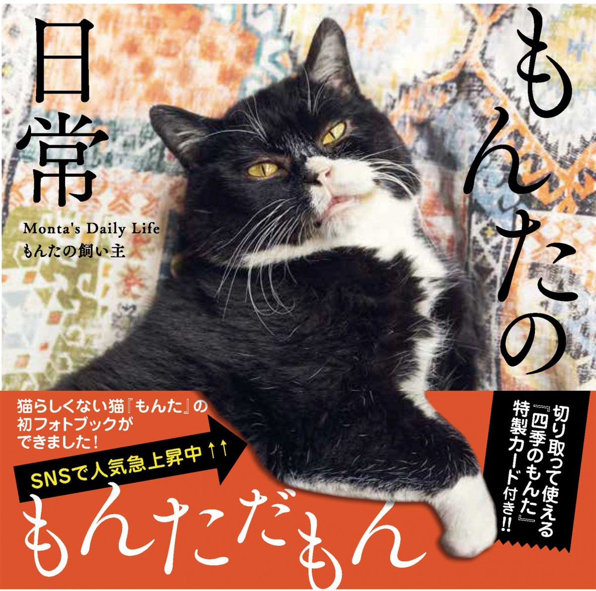 癒やされる とsnsで話題の猫 もんたのフォトブックが 写真集 5位 Oricon News