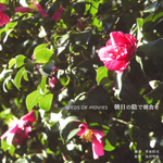 SEEDS OF MOVIES �����̉A�Œ��H��