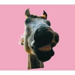 Do!!The��MUSTANG