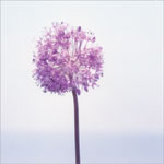 �ł��グ�ԉ�