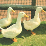 �X�����[