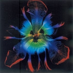 PIERROT CD シングル アルバム まとめ売り PIERROT CD シングル