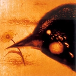 �����ɍ炢����