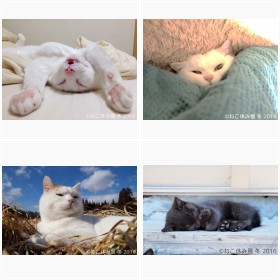 ねこ休み展 冬 2016