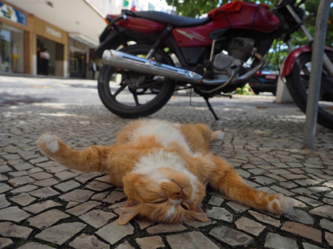 「世界ネコ歩き」の画像検索結果