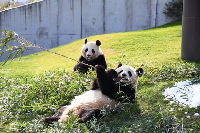 画像 写真 パンダフォトギャラリー 3枚目 Oricon News