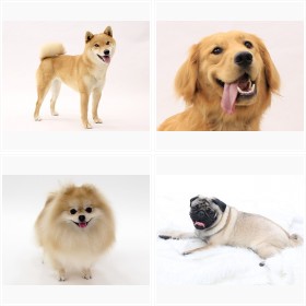 思わず癒される!タレント犬フォトギャラリー