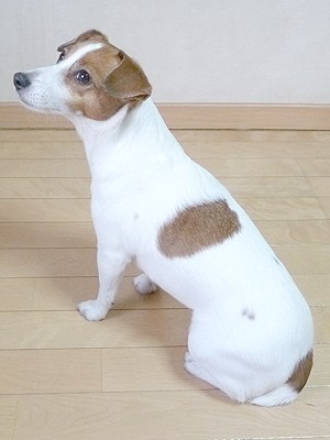 画像 写真 思わず癒される タレント犬フォトギャラリー 434枚目 Oricon News