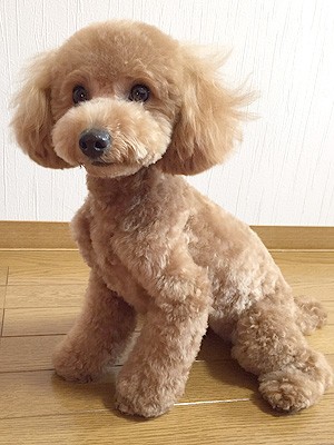 画像 写真 思わず癒される タレント犬フォトギャラリー 510枚目 Oricon News