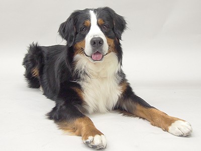 画像 写真 思わず癒される タレント犬フォトギャラリー 601枚目 Oricon News