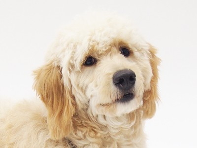 画像 写真 思わず癒される タレント犬フォトギャラリー 300枚目 Oricon News
