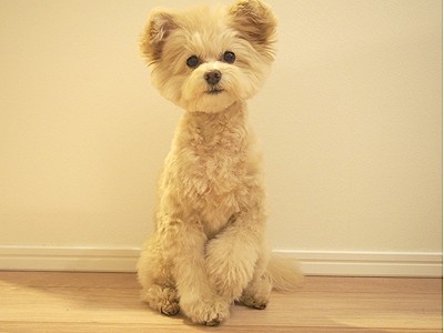 画像 写真 思わず癒される タレント犬フォトギャラリー 358枚目 Oricon News