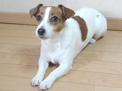 画像 写真 思わず癒される タレント犬フォトギャラリー 434枚目 Oricon News