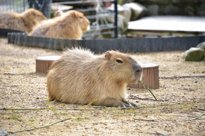 画像 写真 和歌山アドベンチャーワールド 15枚目 Oricon News