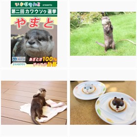 第二回カワウソゥ選挙