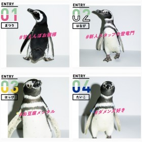 すみだ水族館にいるペンギンたち
