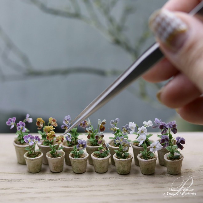 �y�r�I���z���쁕�ʐ^�^ROSY