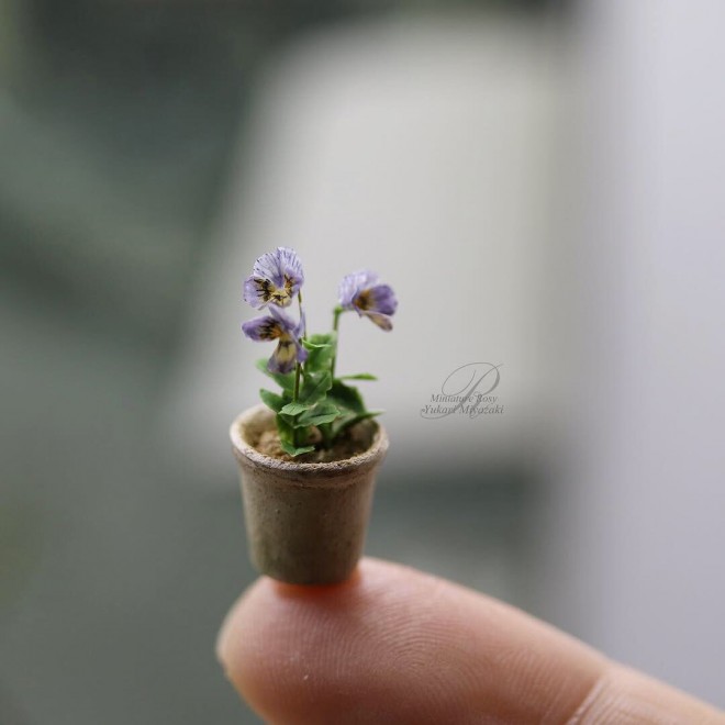 �y�r�I���z���쁕�ʐ^�^ROSY