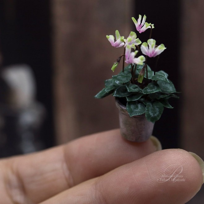 �y�V�N�������z���쁕�ʐ^�^ROSY