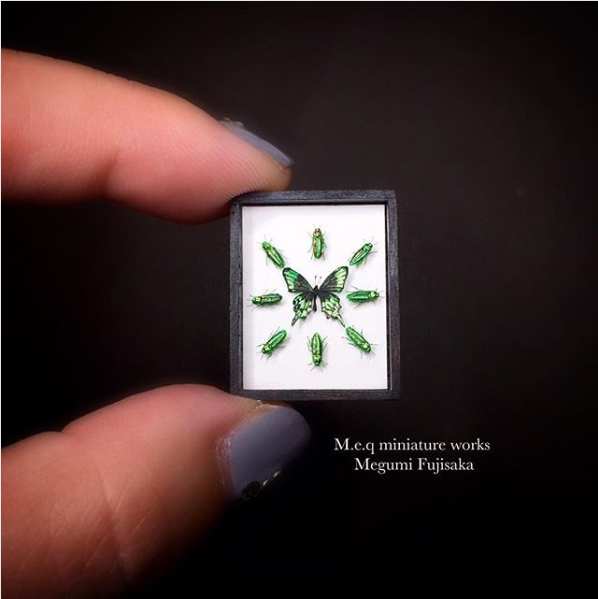 �y�~���}�J���X�A�Q�n�ƃ��}�g�^�}���V�̕W�{�A�[�g�z���쁕�ʐ^�^meq