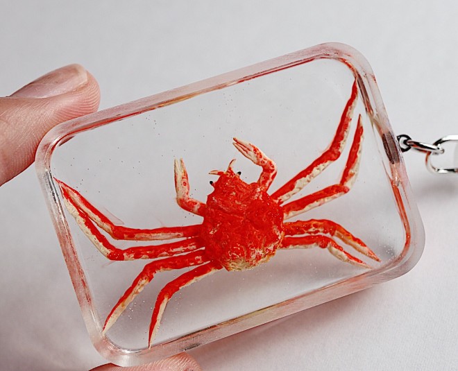 �y�^�J�A�V�K�j�̃L�[�z���_�[�z����E�ʐ^�^sawamin