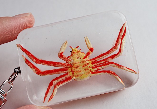 �y�^�J�A�V�K�j�̃L�[�z���_�[�z����E�ʐ^�^sawamin