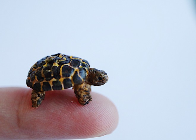 �y�w��胊�N�K���z����E�ʐ^�^sawamin