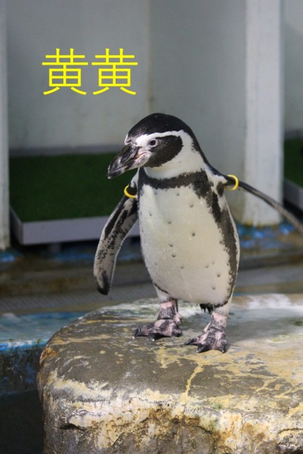 ペンギンの 変な名前 赤白 に 黄黄青 意外な由来とは 青森 浅虫水族館 Oricon News