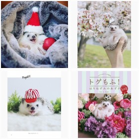 はりねずみのあずきフォトギャラリー