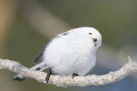 画像まとめ ぼく シマエナガ フォトギャラリー Oricon News