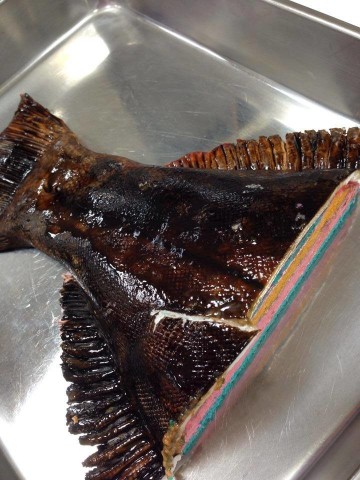 �u�q�����v�̃P�[�L�̒f��