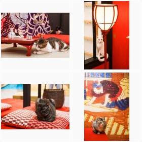 『江戸ねこ茶屋』の保護猫たち