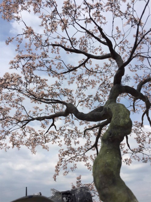 �s��M�G���Ƃ̍���