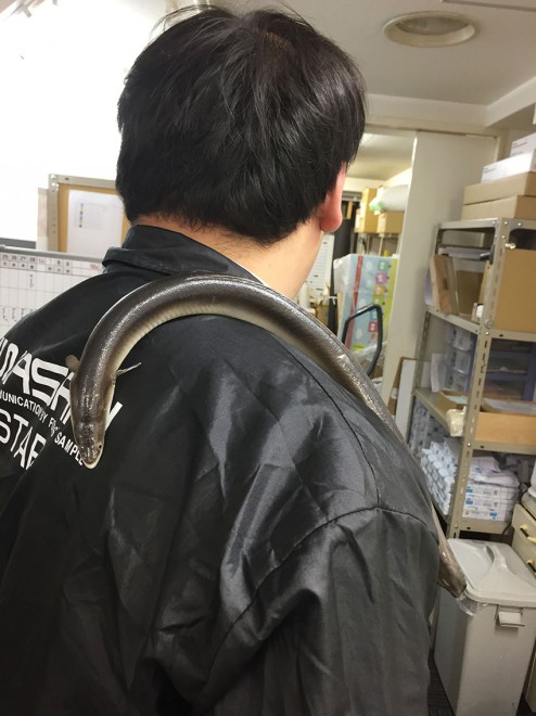 �u���킳���v����Twitter���u���Ȃ������Ɂv