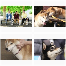 ドラマ『柴公園』場面カット&もふもふ柴犬オフショット