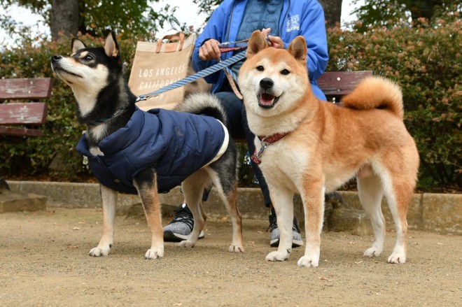 ローカル局発 柴犬 おじさん ドラマ 柴公園 企画 脚本家が語る テレビの強さ Oricon News