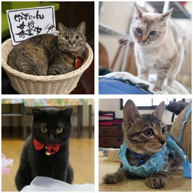 2019年全国の宿 自慢の看板猫ランキング