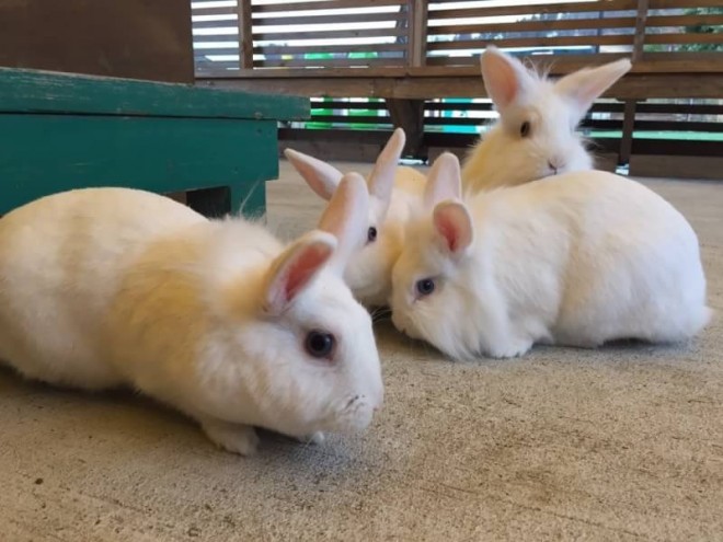 東京ドイツ村の「こども動物園」にいるウサギ