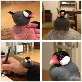 日常をコミカルに配信、SNSで人気の文鳥フォトギャラリー