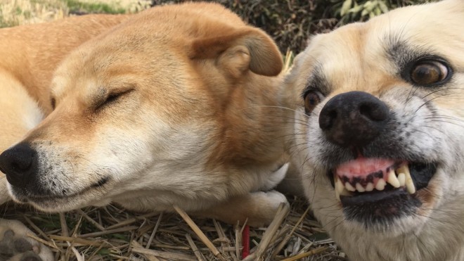 Snsざわつく じゃれ愛 話題 ２匹の保護犬飼い主 投稿見て幸せに暮らす犬増えれば Oricon News