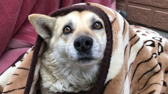 ����ꖂ������ƂȂ�Ĉ�x�������݂����Ȋ炵�₪���āB